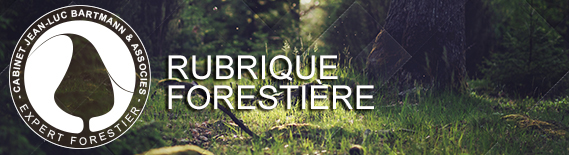 rubrique forestiere